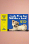 Cover of Maybe Your Leg Will Grow Back!: Looking on the Bright Side with Baby Animals by Amanda call and Ben Schwartz.