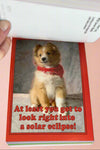 Maybe Your Leg Will Grow Back!