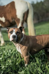 Pit Bull Heroes