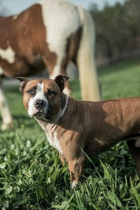 Pit Bull Heroes
