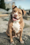Pit Bull Heroes