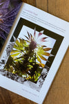 Beauty of Cannabis––A Visual Guide