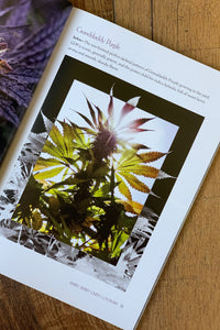 Beauty of Cannabis––A Visual Guide