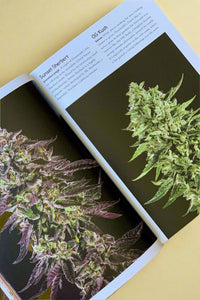 Sustainable, Sun-Grown Cannabis––A Visual Guide